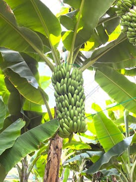 熱川バナナワニ園に投稿された画像（2023/4/3）