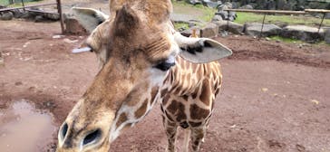 伊豆アニマルキングダムに投稿された画像（2023/4/3）