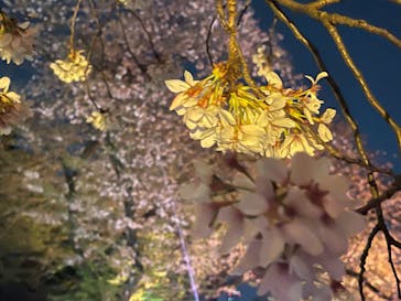 NAKED 桜の新宿御苑 2023に投稿された画像（2023/4/3）