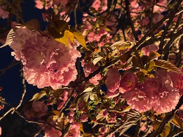 NAKED 桜の新宿御苑 2023に投稿された画像（2023/4/3）