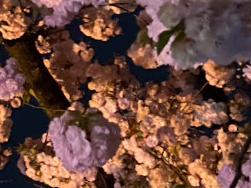 NAKED 桜の新宿御苑 2023に投稿された画像（2023/4/3）