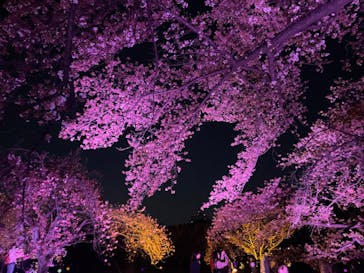 NAKED 桜の新宿御苑 2023に投稿された画像（2023/4/3）