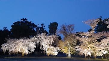 『NAKED FLOWERS 2023 桜 世界遺産・二条城』に投稿された画像（2023/4/3）
