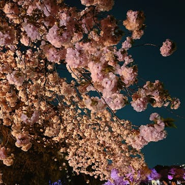 NAKED 桜の新宿御苑 2023に投稿された画像（2023/4/3）