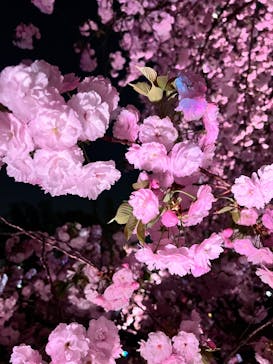 NAKED 桜の新宿御苑 2023に投稿された画像（2023/4/3）