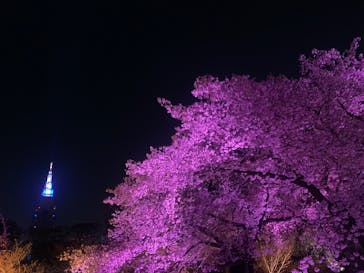 NAKED 桜の新宿御苑 2023に投稿された画像（2023/4/3）