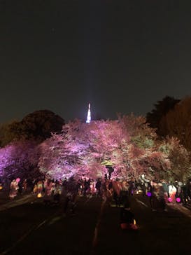 NAKED 桜の新宿御苑 2023に投稿された画像（2023/4/3）