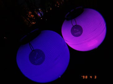 NAKED 桜の新宿御苑 2023に投稿された画像（2023/4/3）