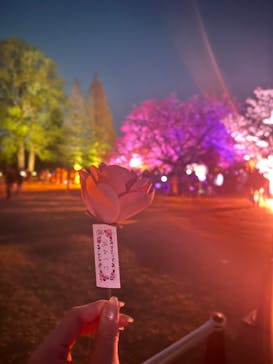 NAKED 桜の新宿御苑 2023に投稿された画像（2023/4/3）