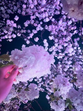 NAKED 桜の新宿御苑 2023に投稿された画像（2023/4/3）