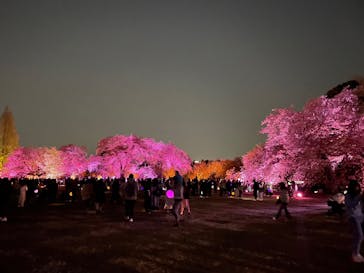 NAKED 桜の新宿御苑 2023に投稿された画像（2023/4/3）