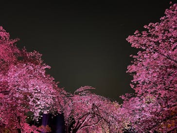 NAKED 桜の新宿御苑 2023に投稿された画像（2023/4/3）