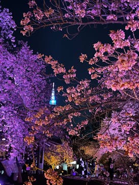 NAKED 桜の新宿御苑 2023に投稿された画像（2023/4/3）