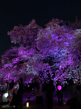 NAKED 桜の新宿御苑 2023に投稿された画像（2023/4/3）