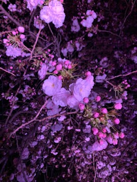 NAKED 桜の新宿御苑 2023に投稿された画像（2023/4/3）