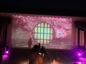 『NAKED FLOWERS 2023 桜 世界遺産・二条城』に投稿された画像（2023/4/3）