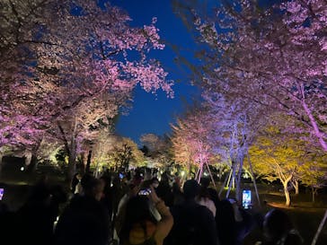 『NAKED FLOWERS 2023 桜 世界遺産・二条城』に投稿された画像（2023/4/3）