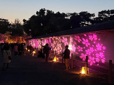 『NAKED FLOWERS 2023 桜 世界遺産・二条城』に投稿された画像（2023/4/3）