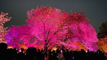 NAKED 桜の新宿御苑 2023に投稿された画像（2023/4/3）