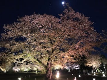 『NAKED FLOWERS 2023 桜 世界遺産・二条城』に投稿された画像（2023/4/3）