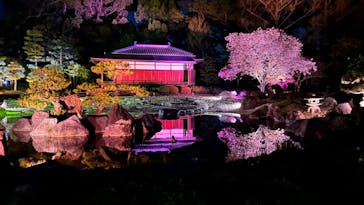 『NAKED FLOWERS 2023 桜 世界遺産・二条城』に投稿された画像（2023/4/3）