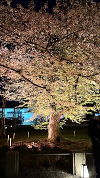 『NAKED FLOWERS 2023 桜 世界遺産・二条城』に投稿された画像（2023/4/3）