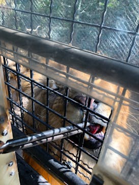 群馬サファリパークに投稿された画像（2023/4/3）