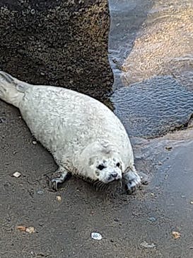 伊豆・三津シーパラダイスに投稿された画像（2023/4/3）