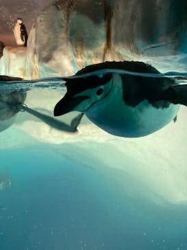 名古屋港水族館に投稿された画像（2023/4/3）