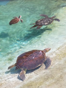 新江ノ島水族館に投稿された画像（2023/4/3）