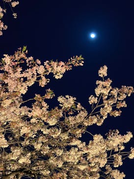 NAKED 桜の新宿御苑 2023に投稿された画像（2023/4/3）