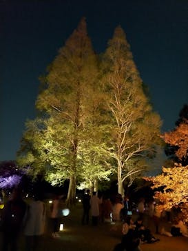 NAKED 桜の新宿御苑 2023に投稿された画像（2023/4/3）