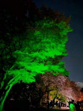 NAKED 桜の新宿御苑 2023に投稿された画像（2023/4/3）