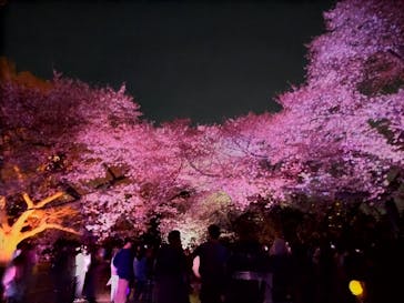 NAKED 桜の新宿御苑 2023に投稿された画像（2023/4/3）