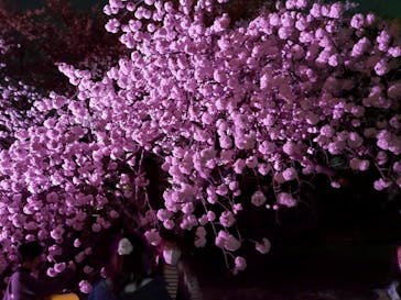 NAKED 桜の新宿御苑 2023に投稿された画像（2023/4/3）