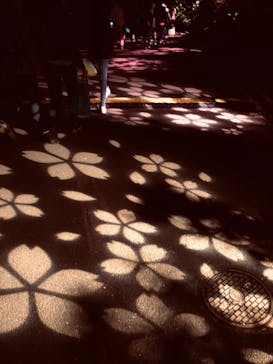 NAKED 桜の新宿御苑 2023に投稿された画像（2023/4/3）