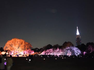 NAKED 桜の新宿御苑 2023に投稿された画像（2023/4/3）