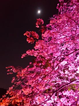 NAKED 桜の新宿御苑 2023に投稿された画像（2023/4/3）