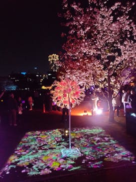 NAKED 桜の新宿御苑 2023に投稿された画像（2023/4/3）