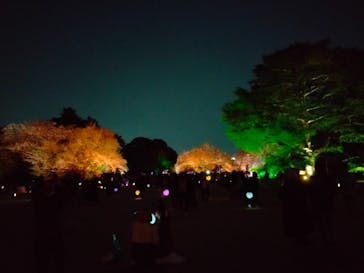 NAKED 桜の新宿御苑 2023に投稿された画像（2023/4/3）