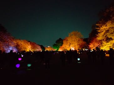 NAKED 桜の新宿御苑 2023に投稿された画像（2023/4/3）