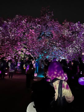 NAKED 桜の新宿御苑 2023に投稿された画像（2023/4/3）