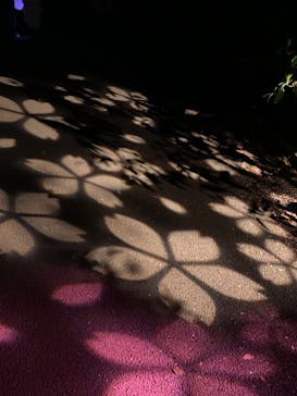 NAKED 桜の新宿御苑 2023に投稿された画像（2023/4/3）