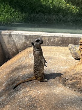 東武動物公園に投稿された画像（2023/4/3）
