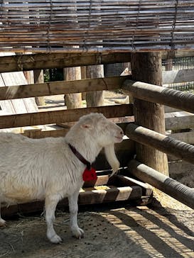 東武動物公園に投稿された画像（2023/4/3）