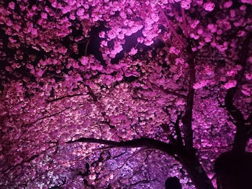 NAKED 桜の新宿御苑 2023に投稿された画像（2023/4/3）