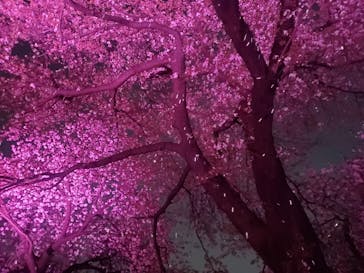 NAKED 桜の新宿御苑 2023に投稿された画像（2023/4/3）