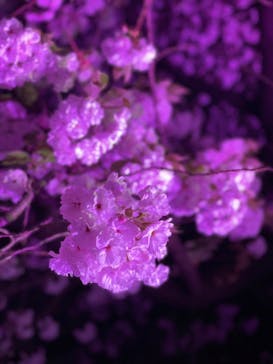 NAKED 桜の新宿御苑 2023に投稿された画像（2023/4/3）