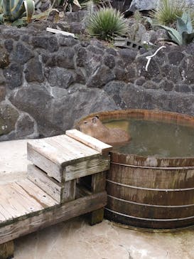 伊豆シャボテン動物公園に投稿された画像（2023/4/3）