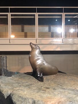 アクアワールド茨城県大洗水族館に投稿された画像（2023/4/4）